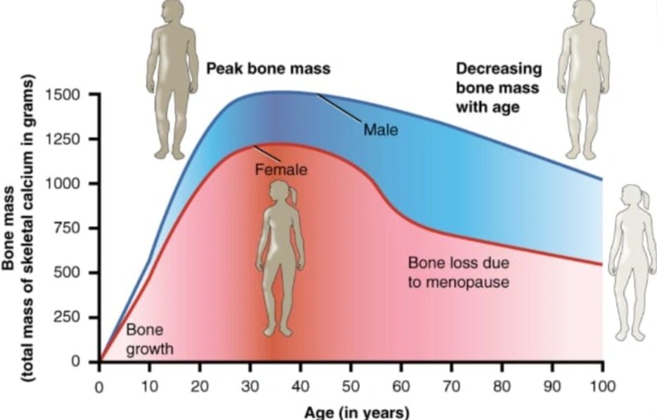 Chart of bone mass changing with age in women and men