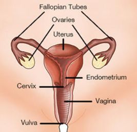 Diagram of the cervix used to explain Pap smear screening